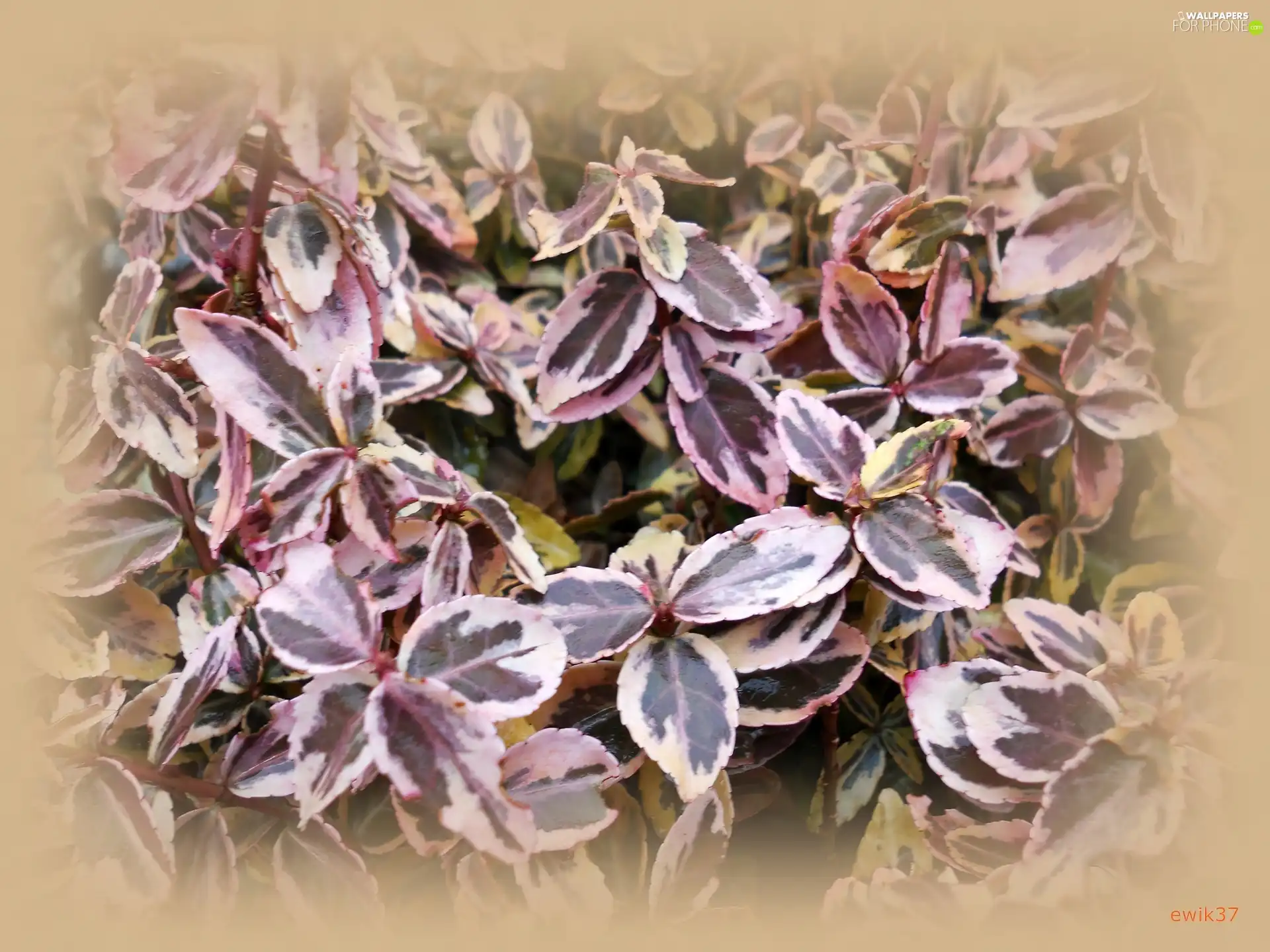 Euonymus, plant, garden