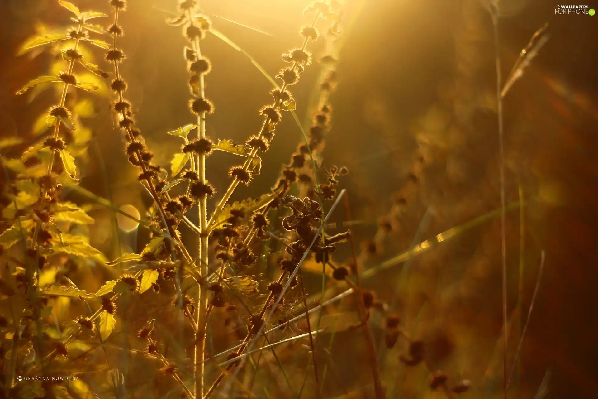 evening, Plants, Meadow