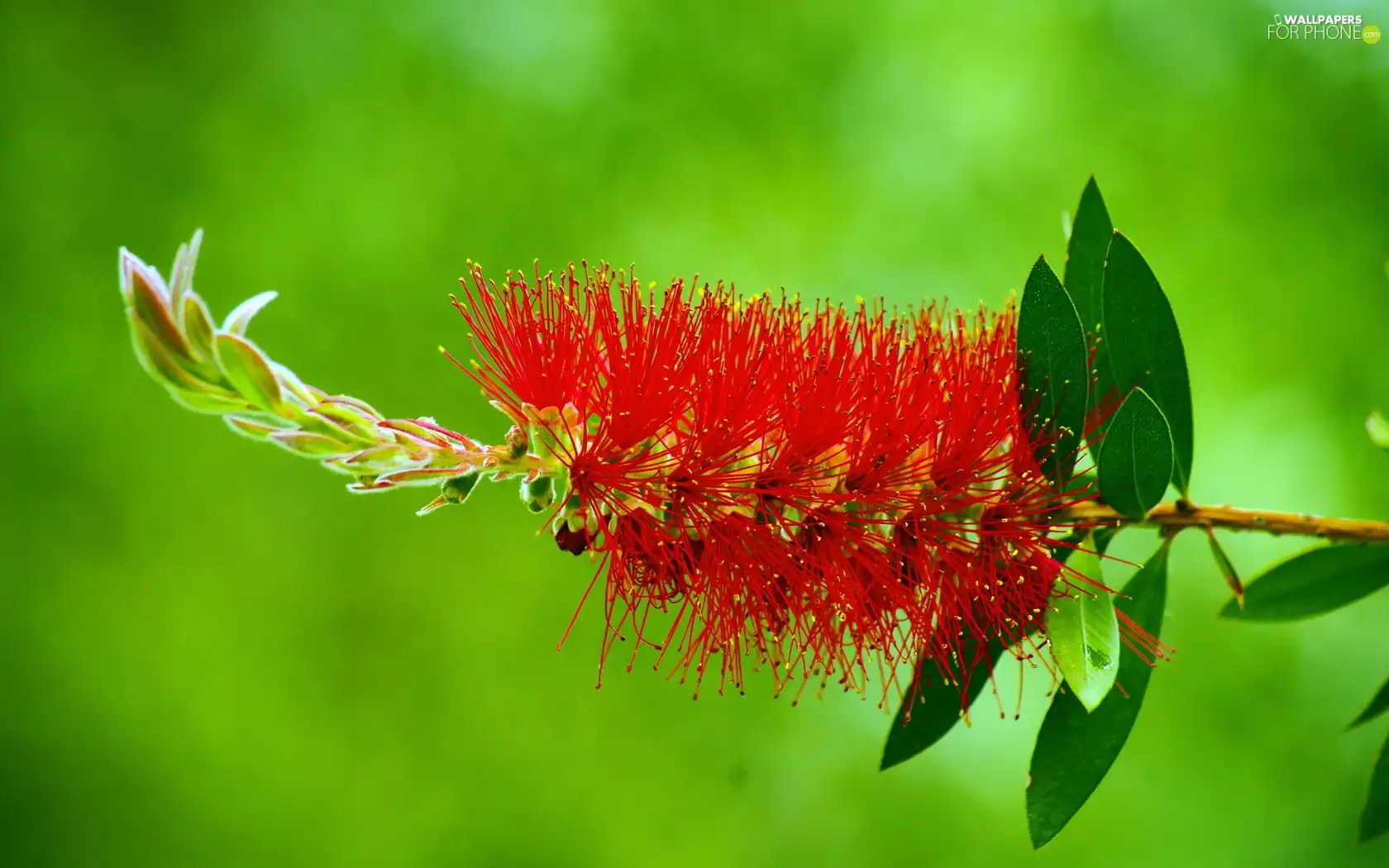 Colourfull Flowers, Red, exotic