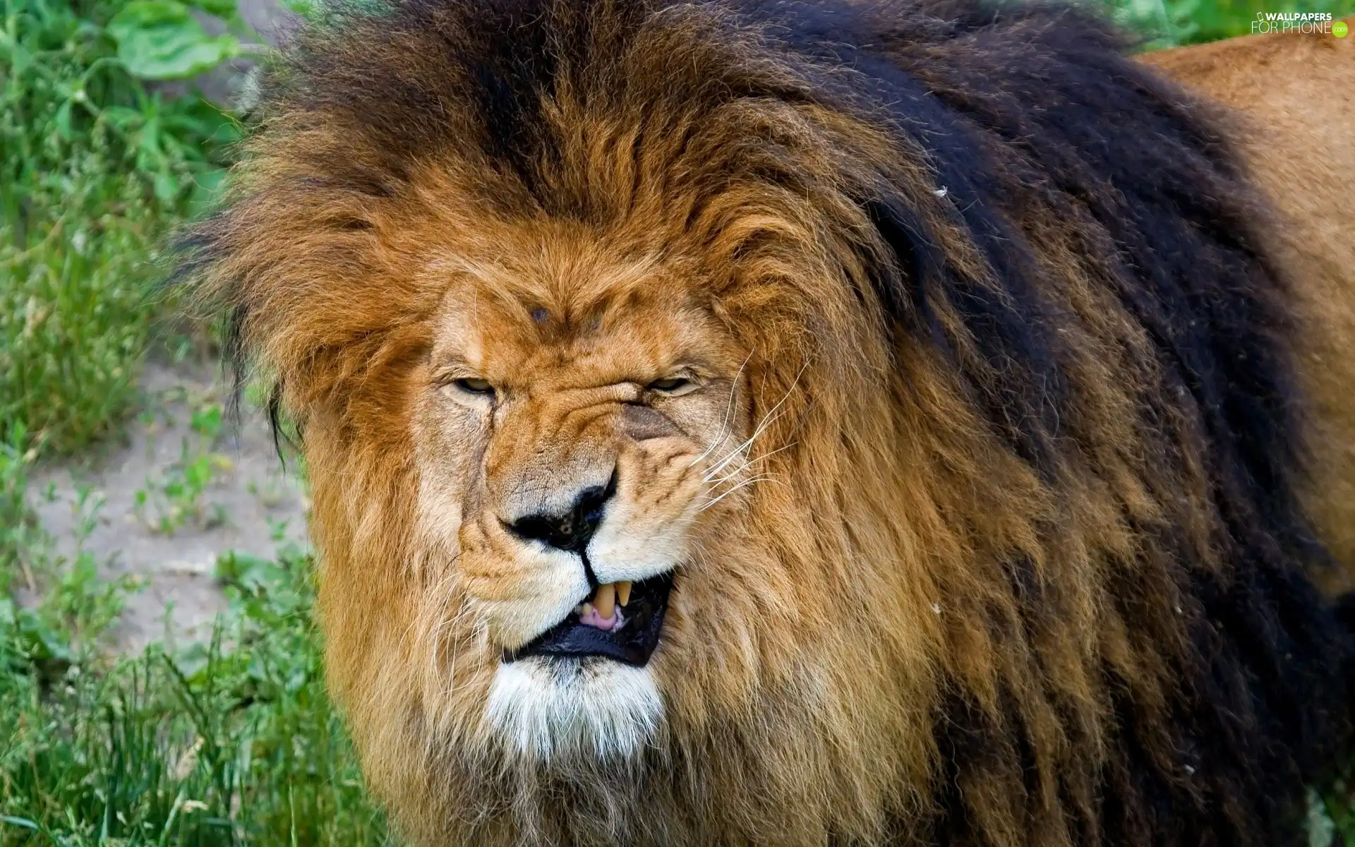 Lion, eye