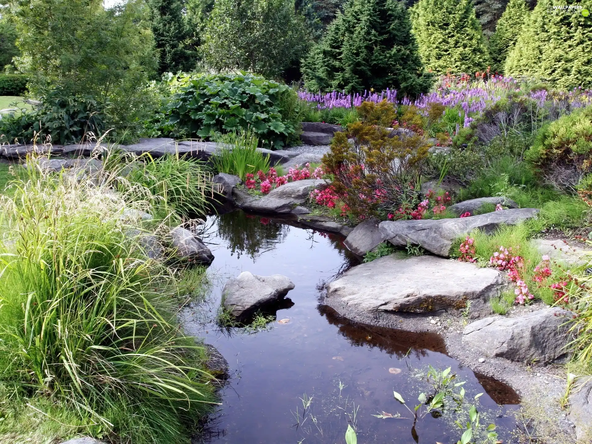 eye, water, Garden, botanical, rock