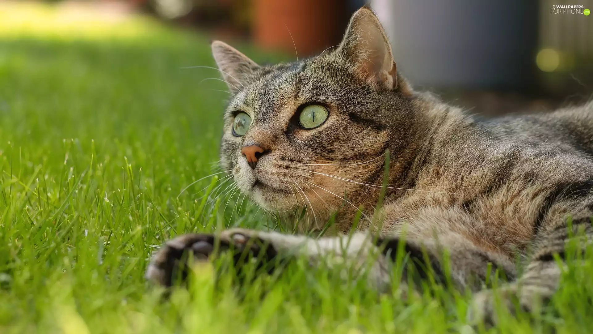 mouth, grass, Green-eyed, cat, dun