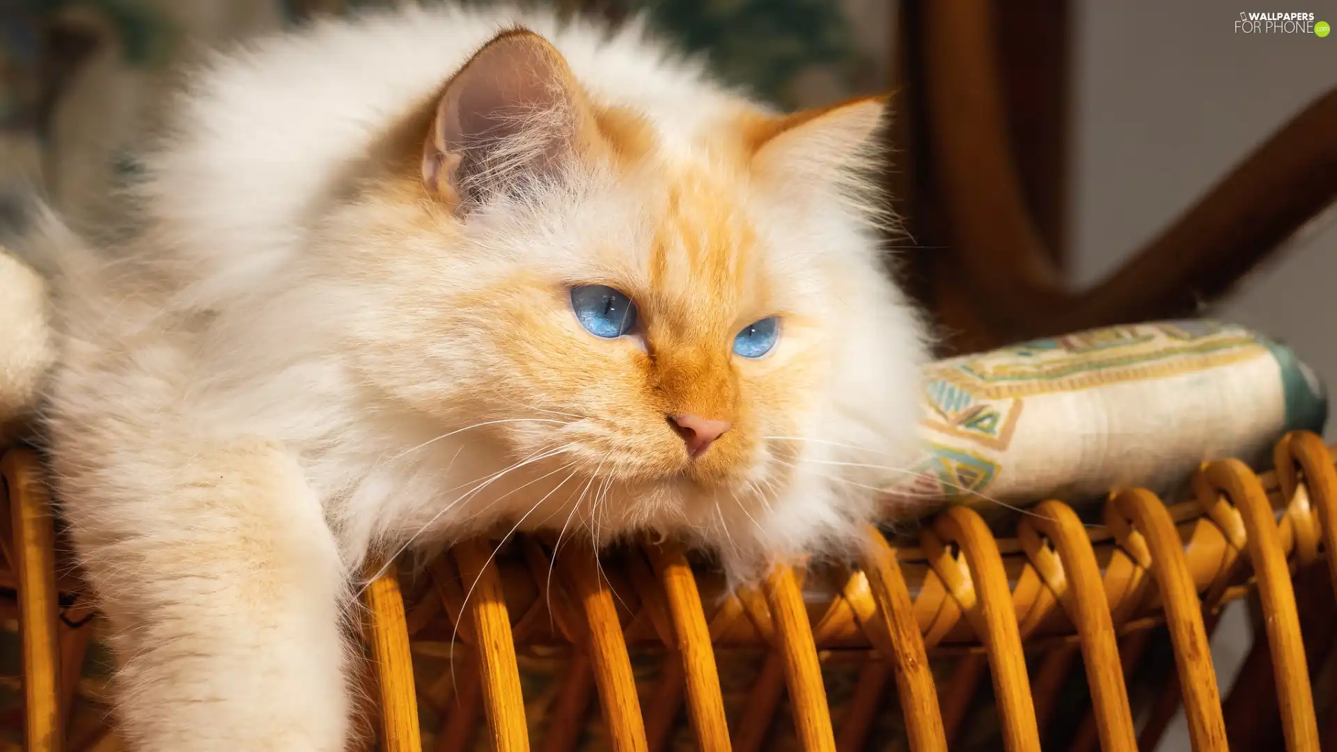 wicker, Chair, Blue Eyed, cat, Longhaired