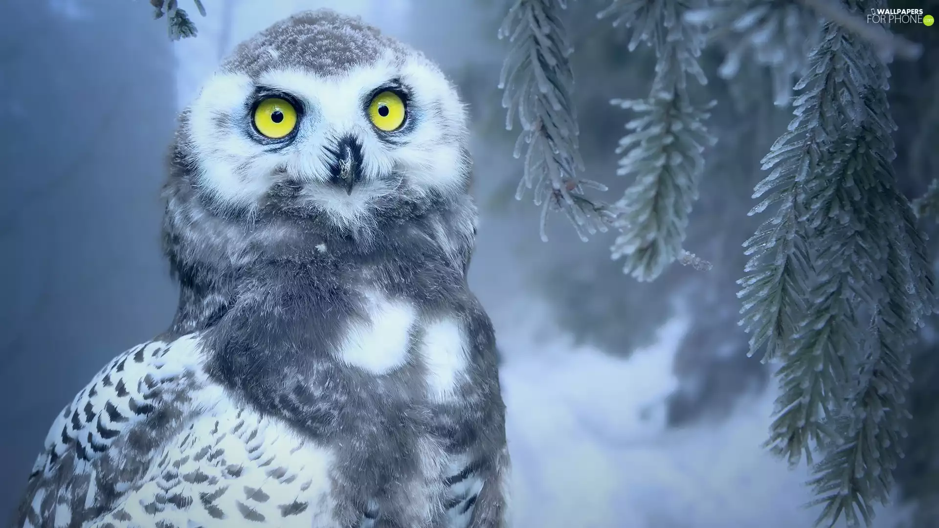 Snowy Owl, Bird, Eyes, twig, Yellow, young