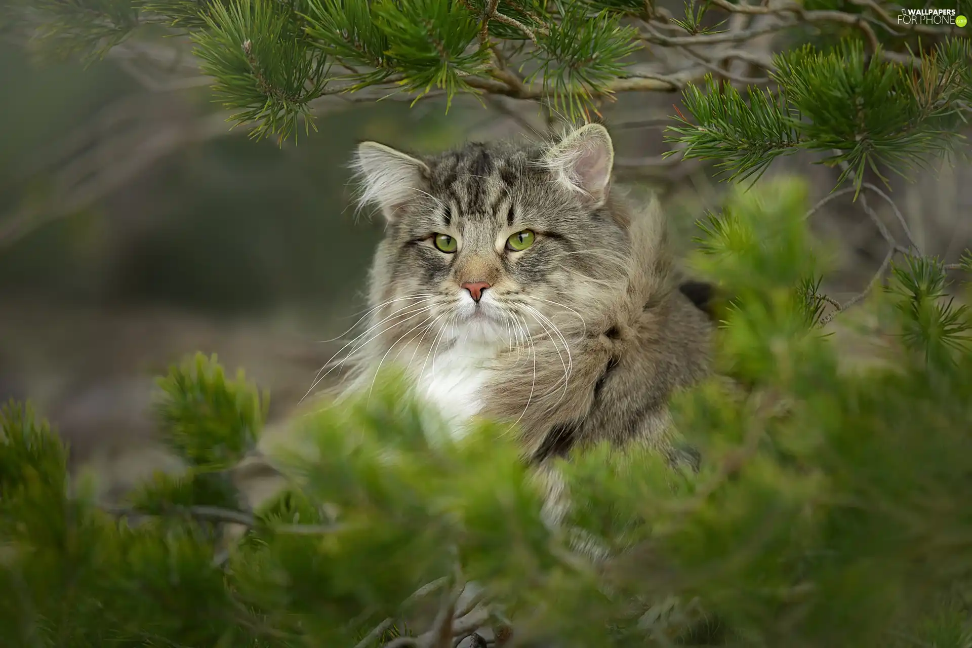 Eyes, branch pics, The look, green ones, Norwegian Forest Cat