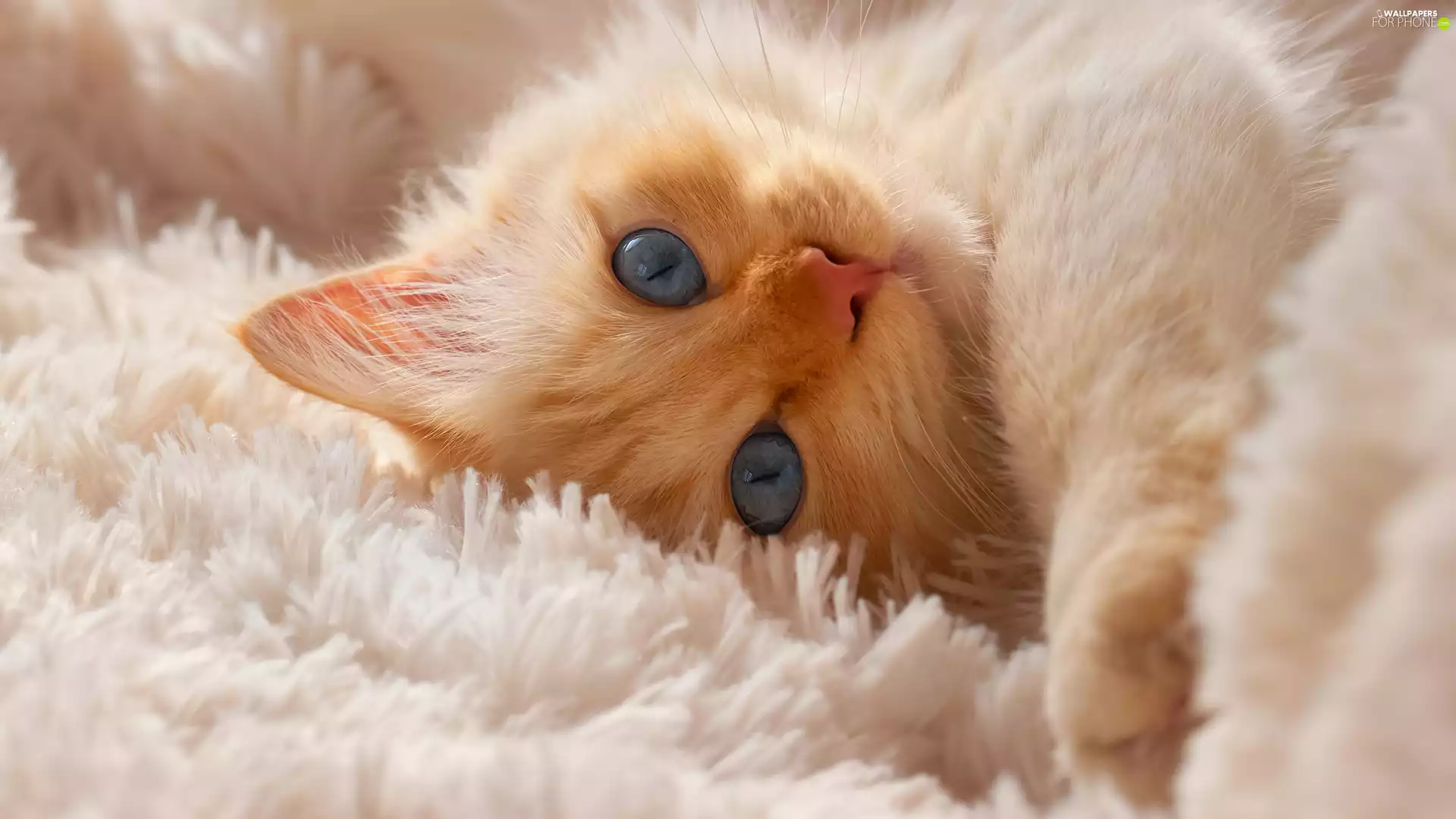 Blue, Eyes, ginger, cat, lying