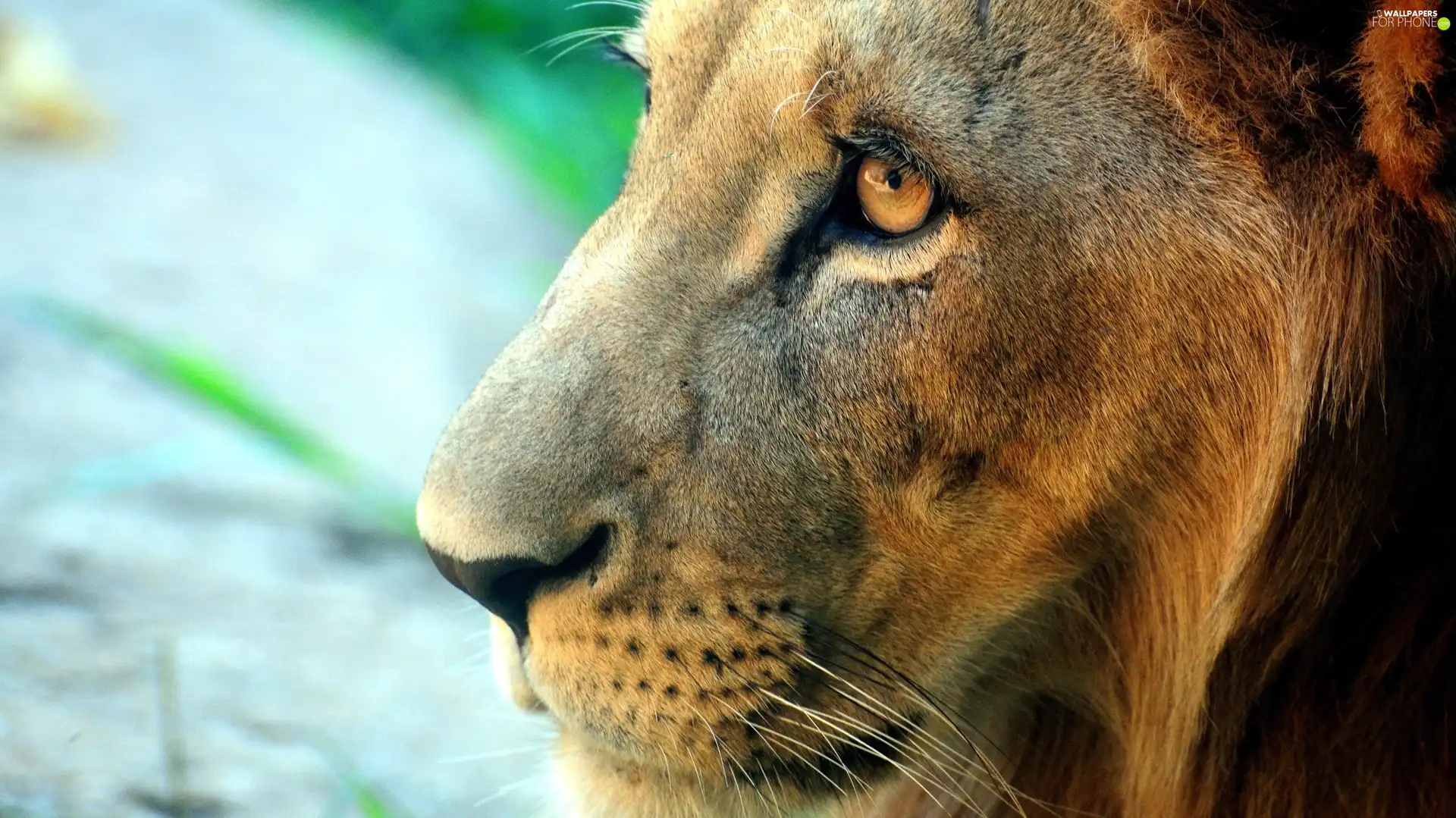 Lion, Eyes