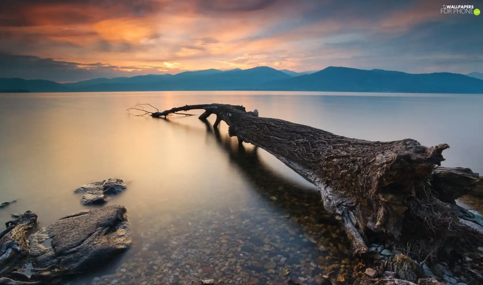 trees, Lake Maggiore, fallen