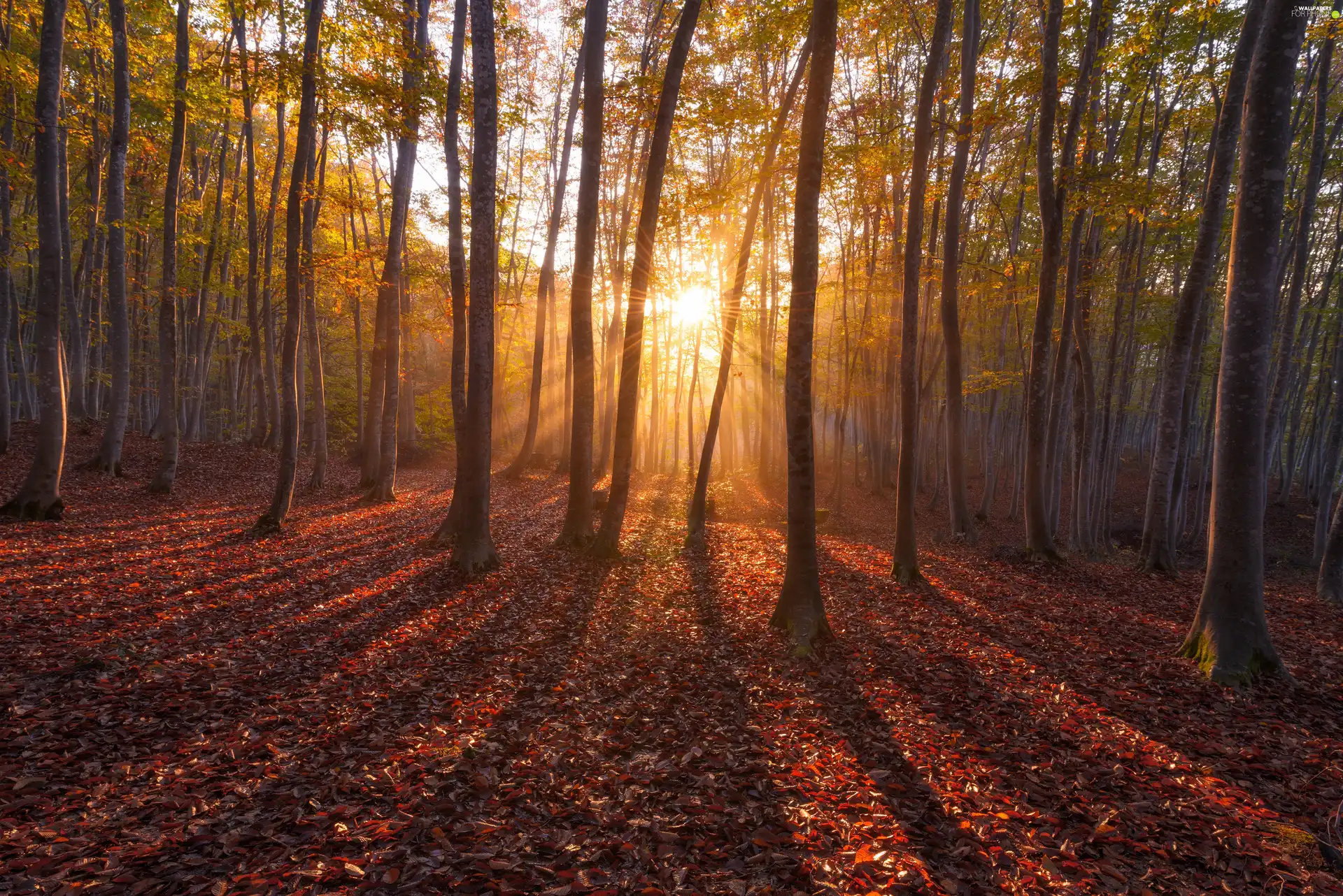 fallen, trees, rays of the Sun, viewes, forest, Leaf, autumn