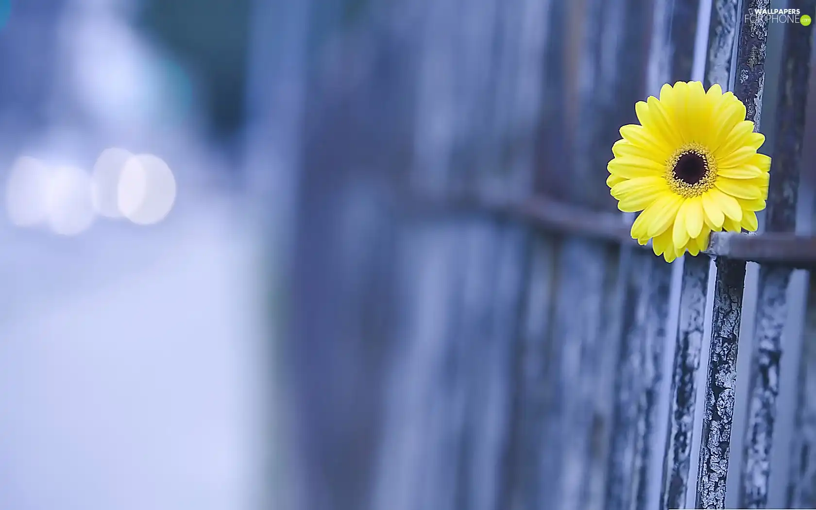 Fance, Yellow, Flower