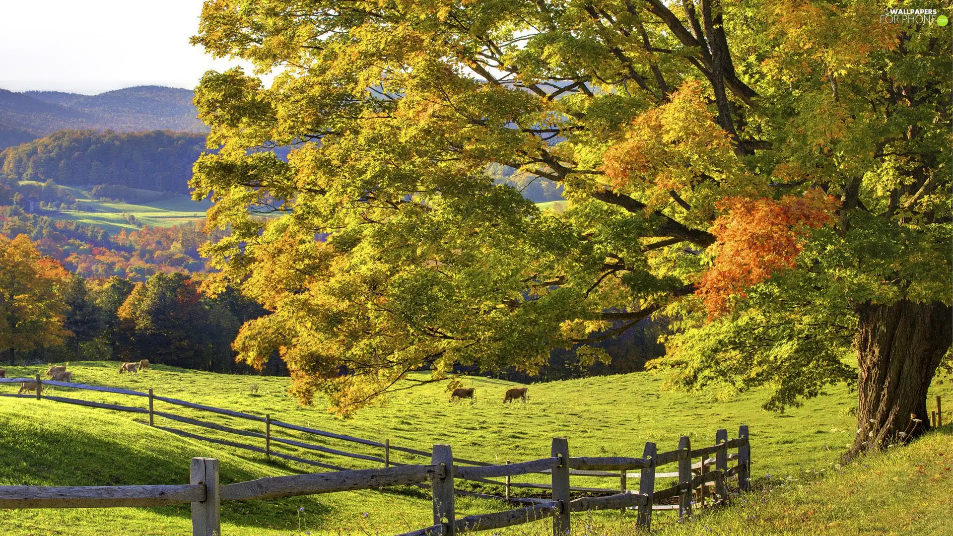 Fance, trees, pasture