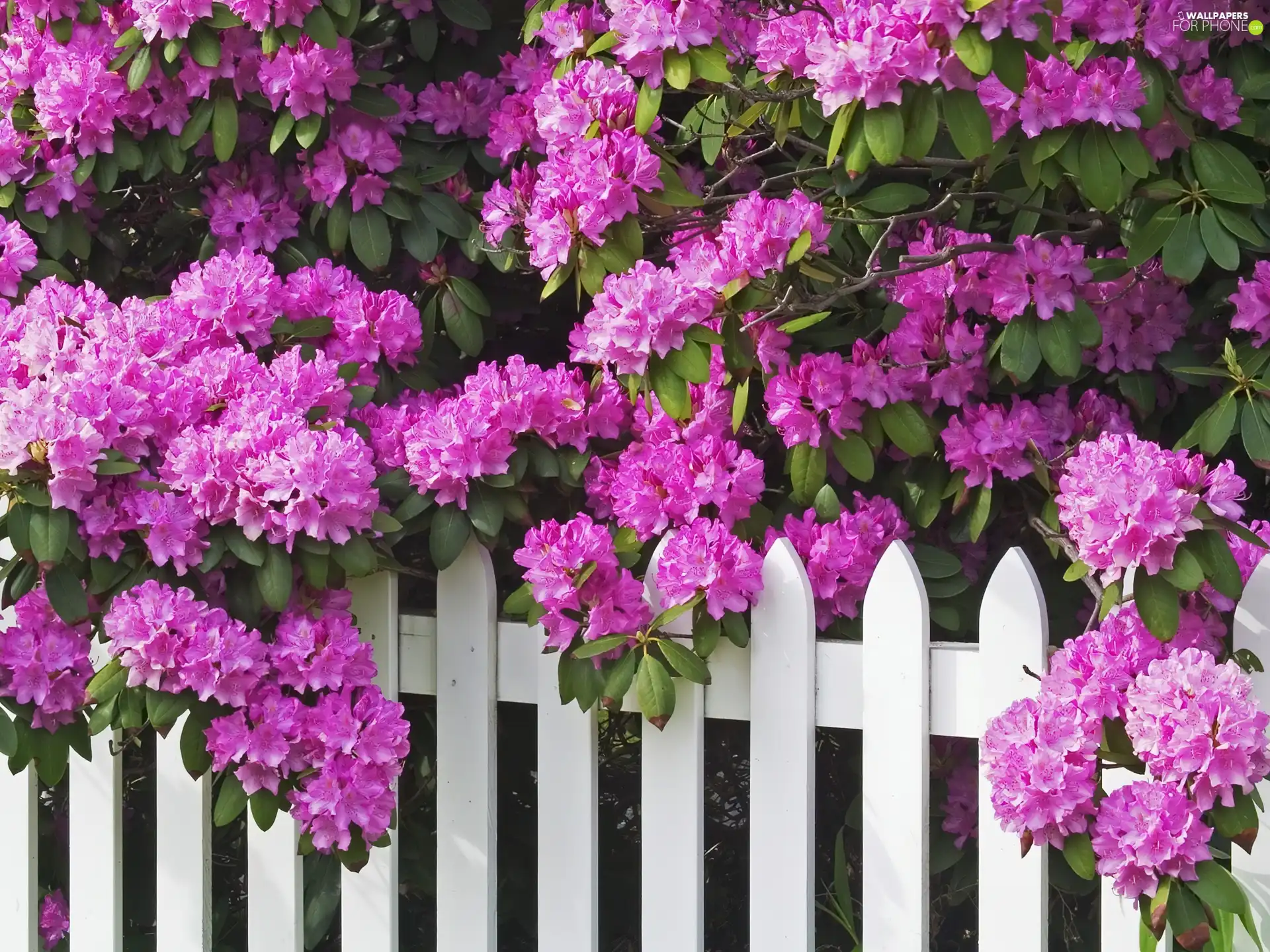 Fance, Violet, rhododendron