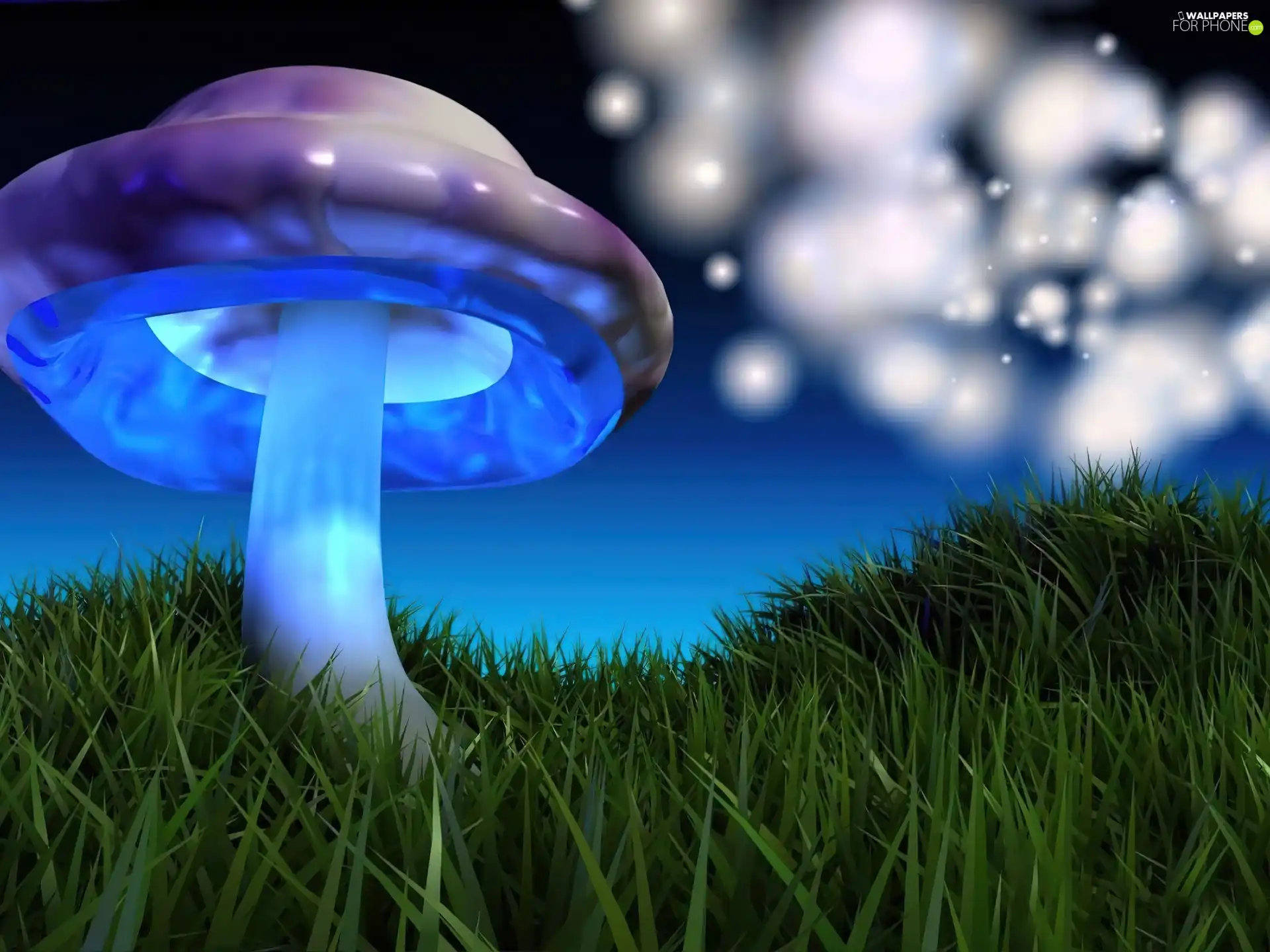 Mushrooms, Night, fantasy, Meadow