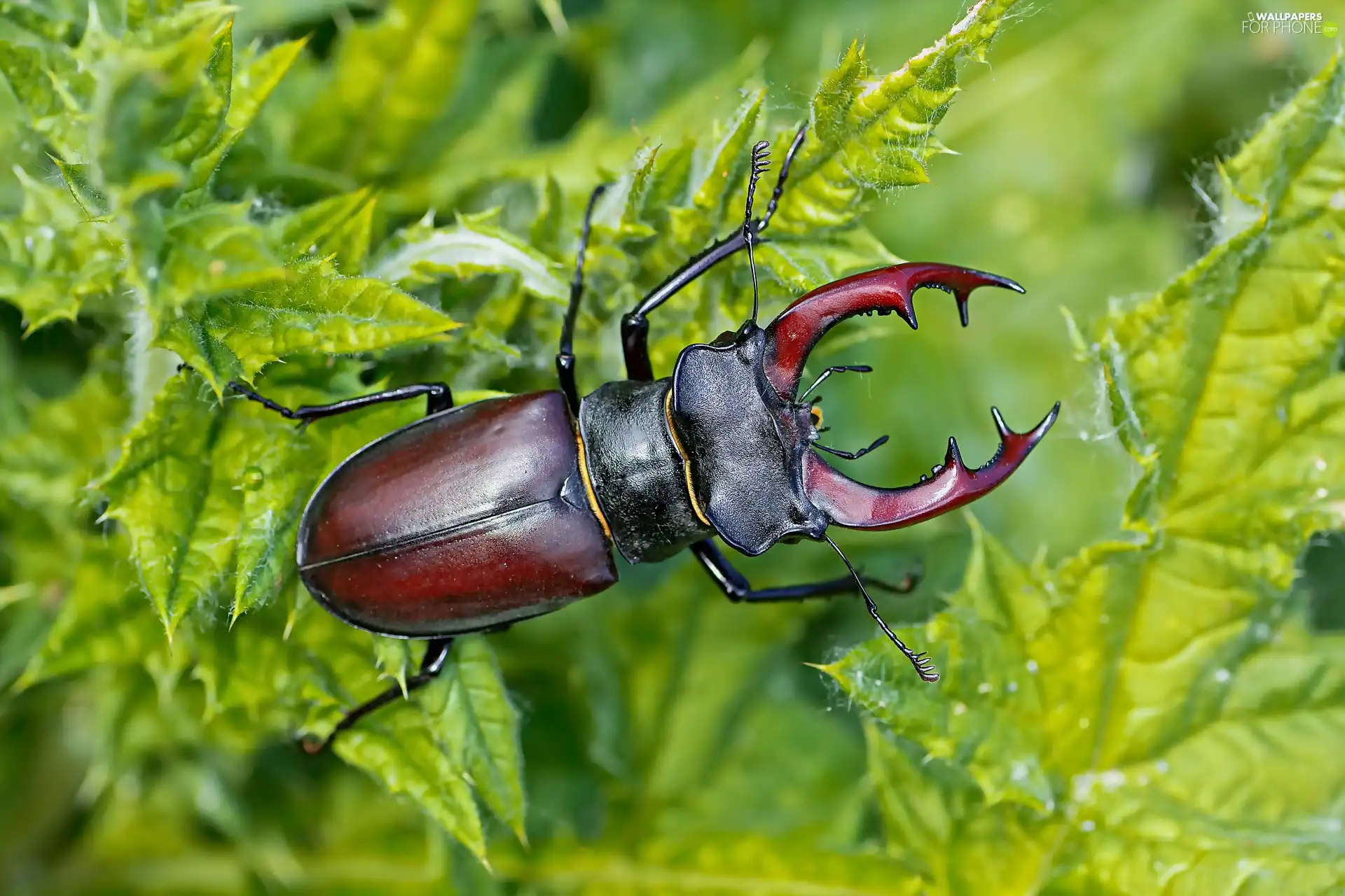 plant, Leaf, deer fawn, rapprochement, cockchafer