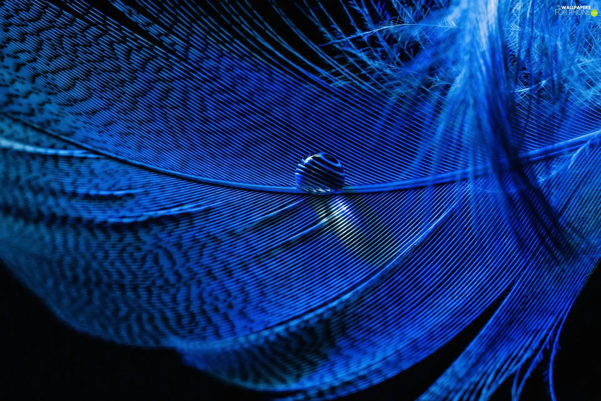 Blue, Close, drop, feather