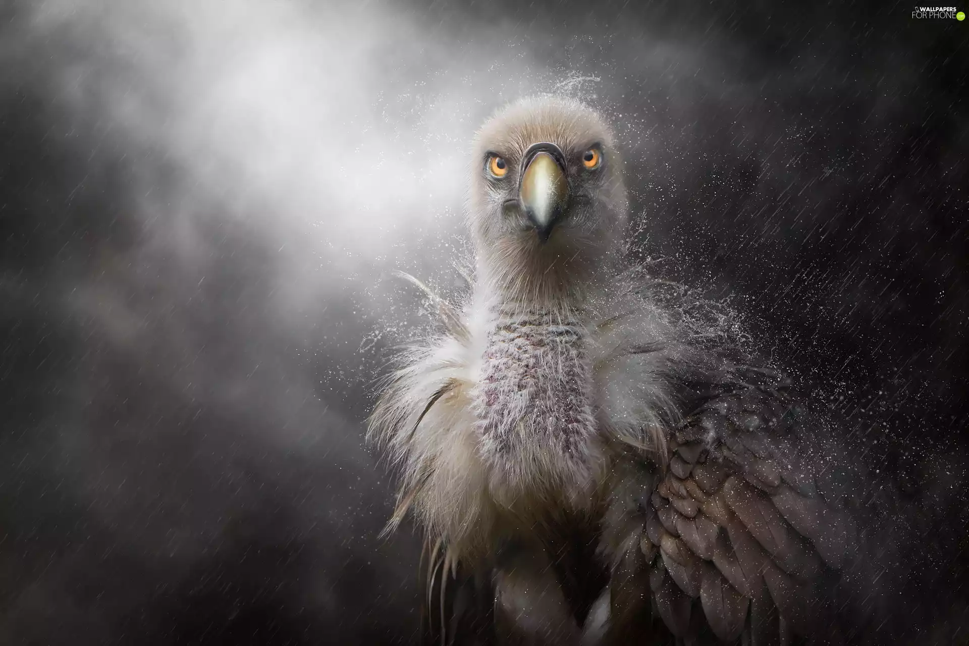 Drapieżnik, Bird, drops, feather, Rain, Griffon Vulture