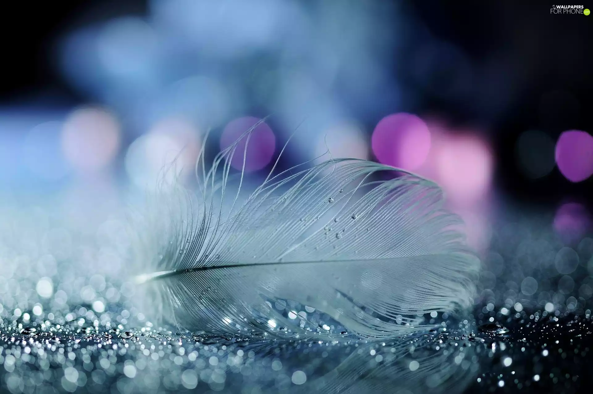 feather, drops
