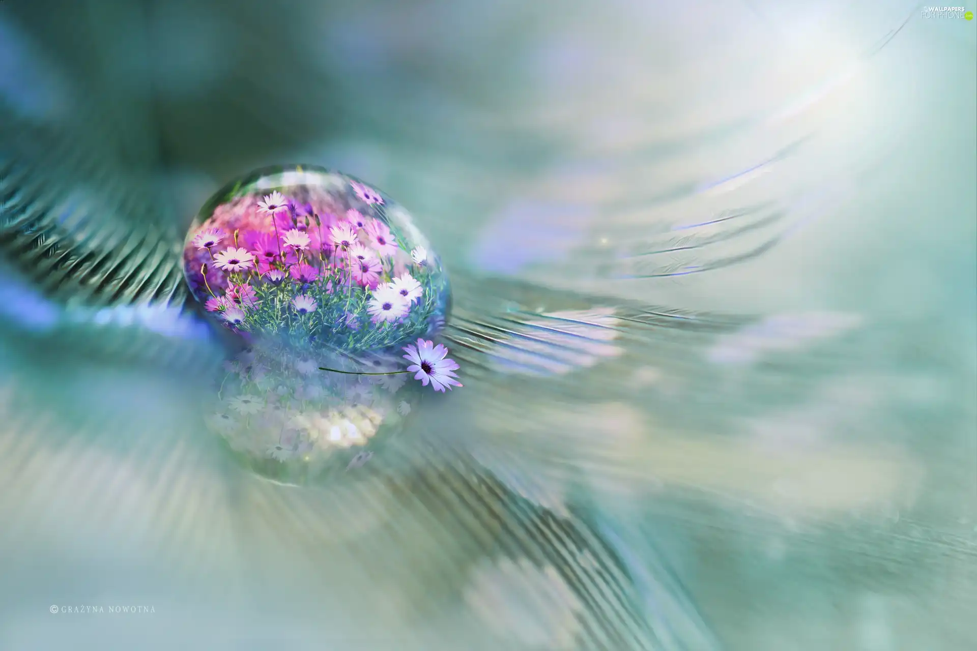 Flowers, Close, feather, drop