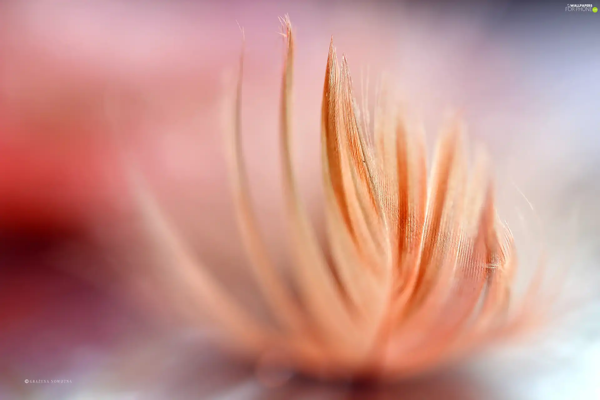 feather, Close, Pink