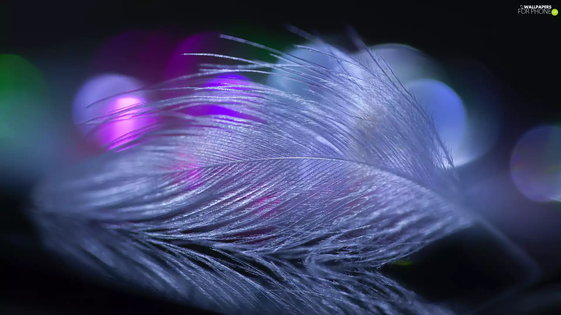 White, Close, Bokeh, feather