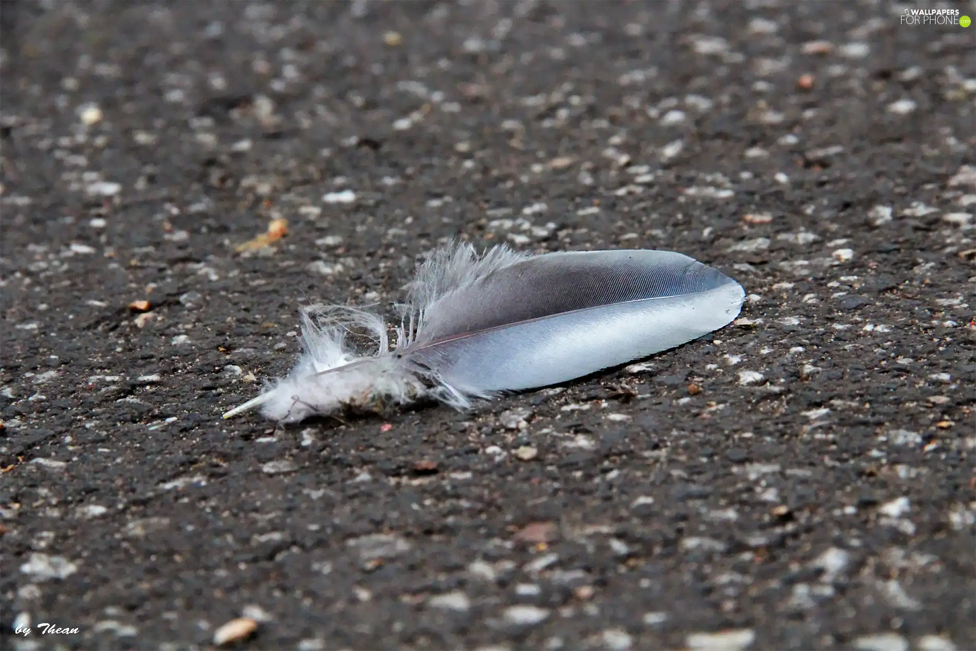 feather