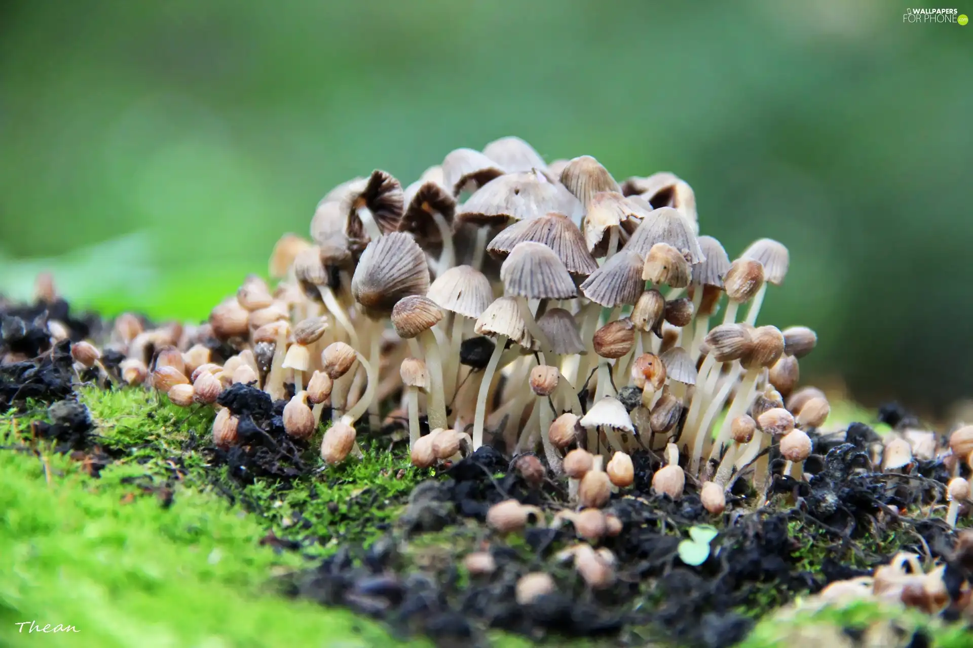 little doggies, hats, feet, mushroom