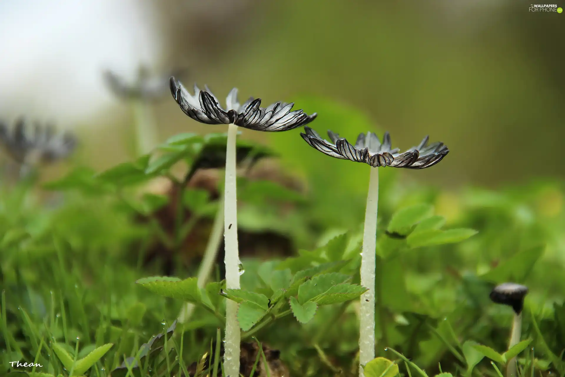 feet, mushrooms, hats