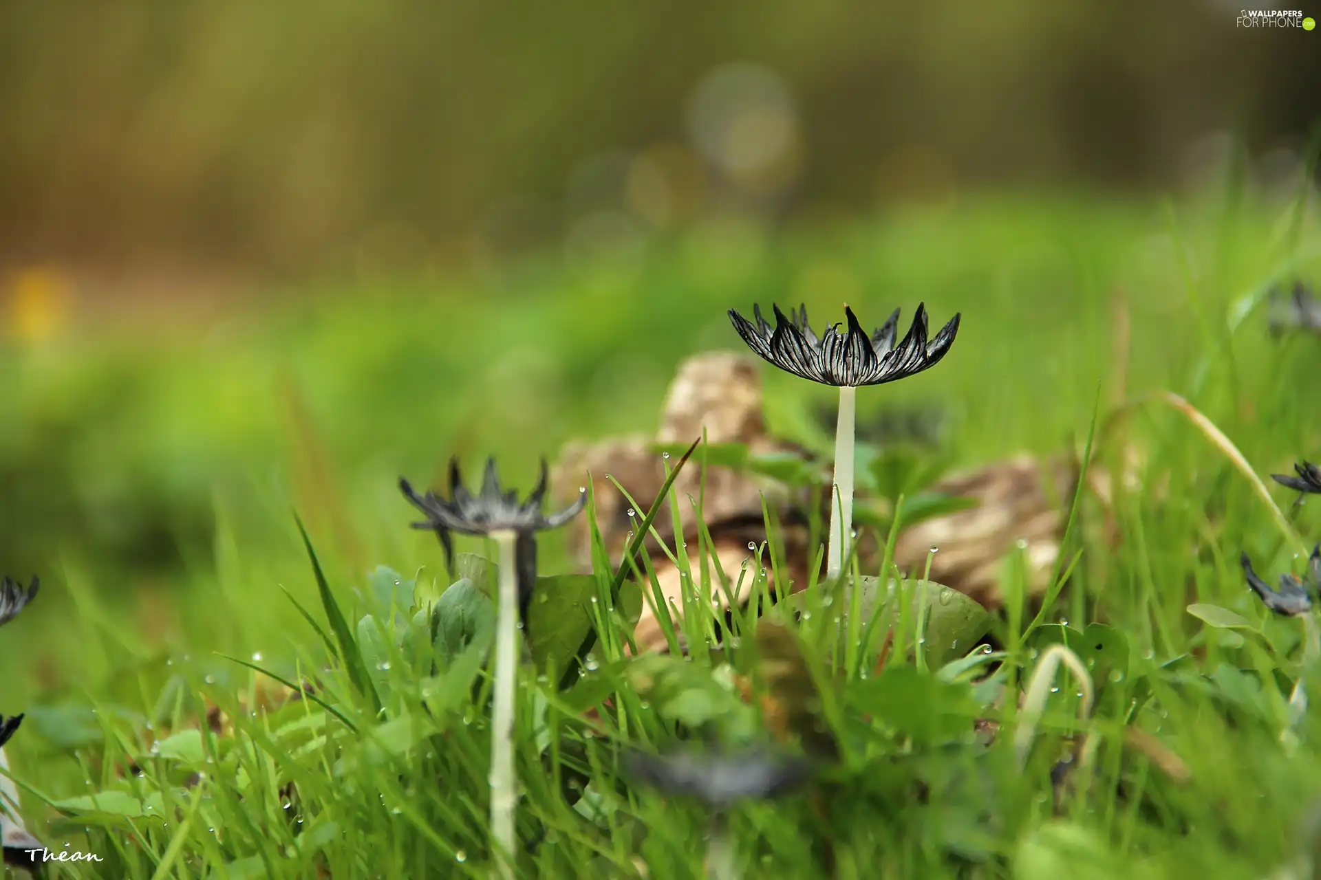 Mushrooms, hats, feet, grass