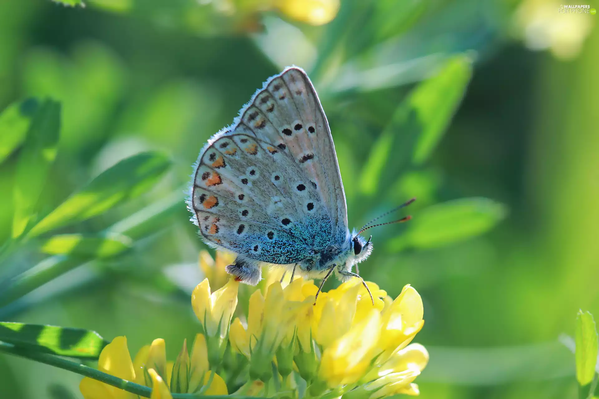 butterfly, female, Insect, Dusky Icarus