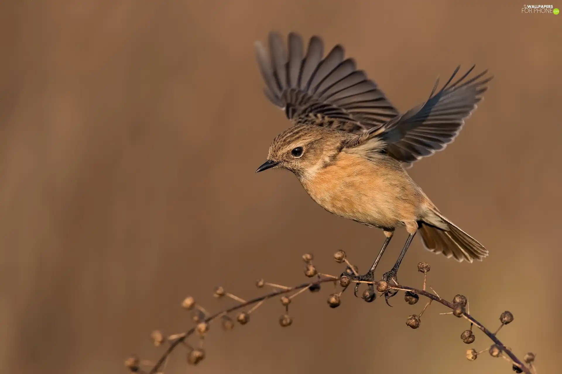 female, Bird, wings, twig, spread, European Stonechat