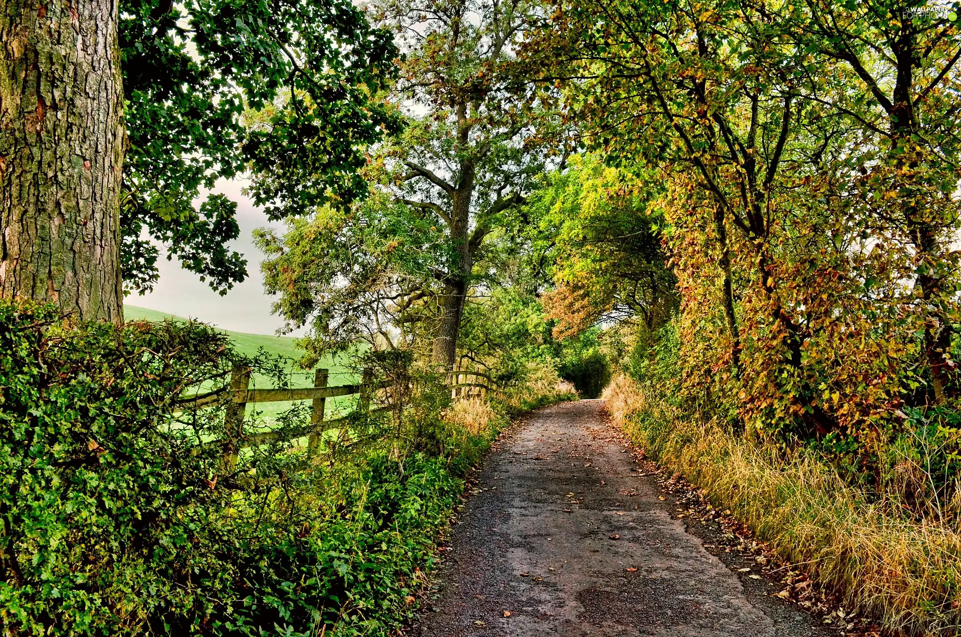 trees, Field, fence, autumn, viewes, Way