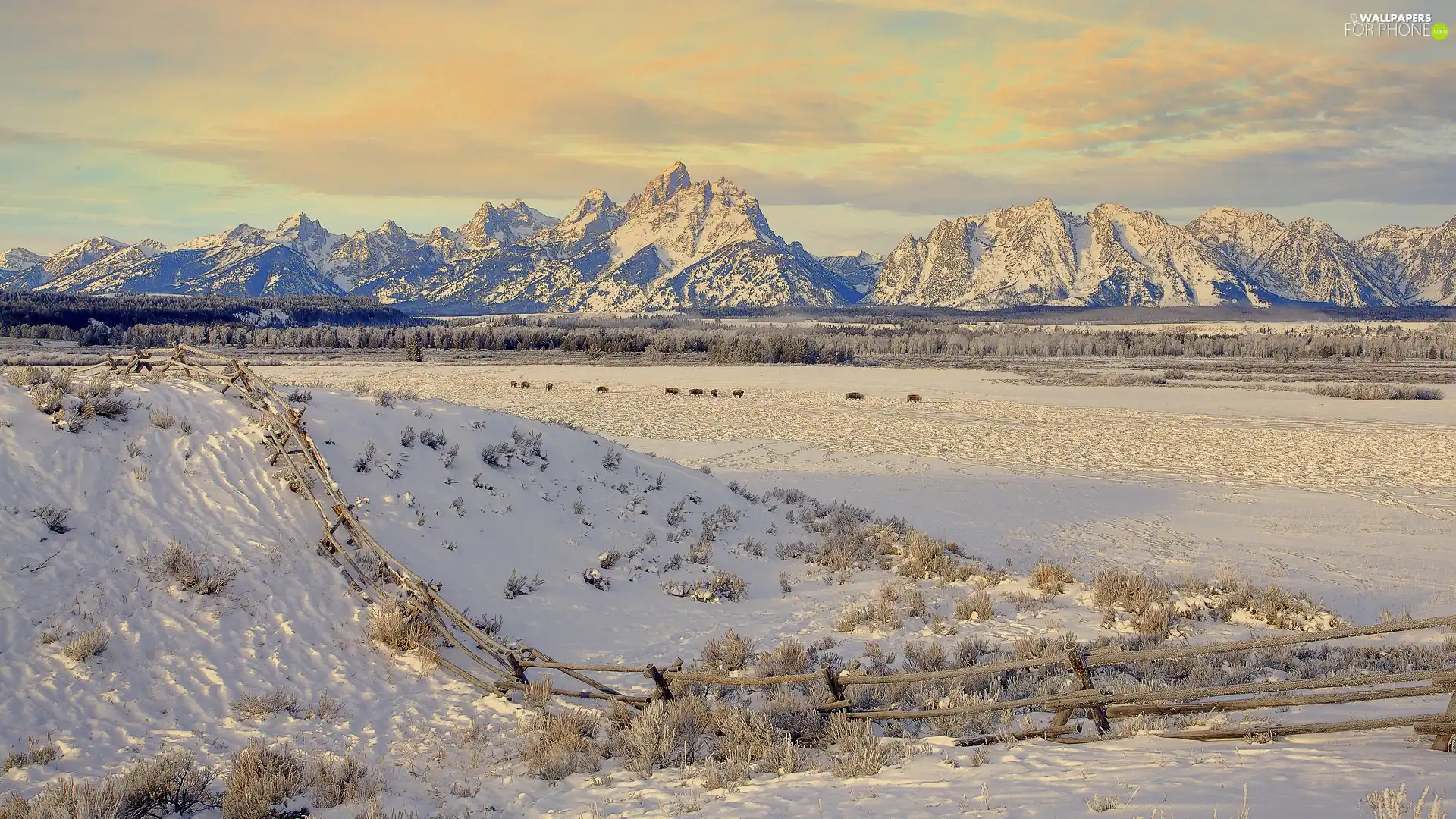 fence, bison, snow, Mountains, winter