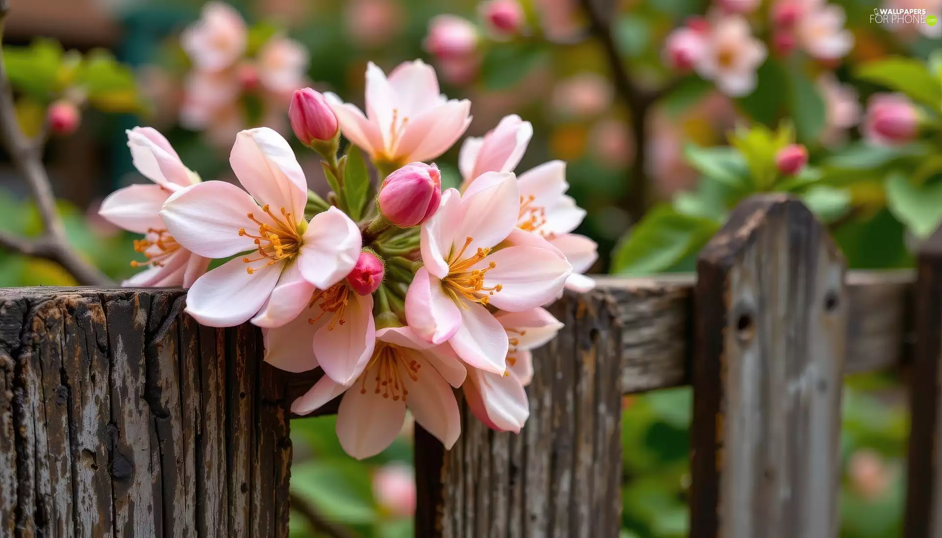 Flowers, Pink, Fance, fence, Twigs, change