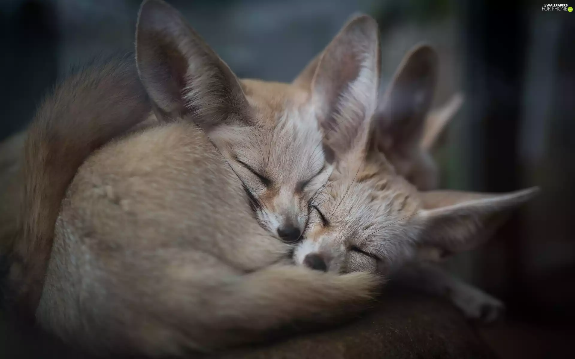 cuddled, Sleeping, fox, Fenki, Two cars