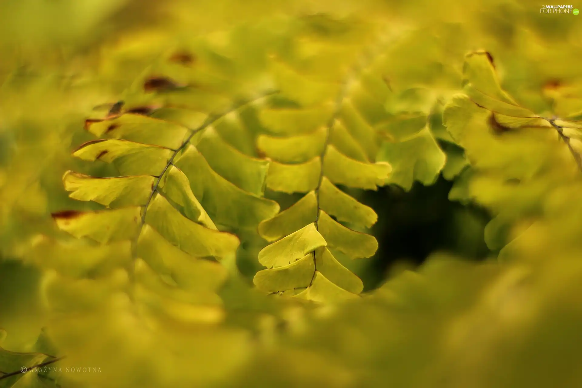 Leaf, Fern