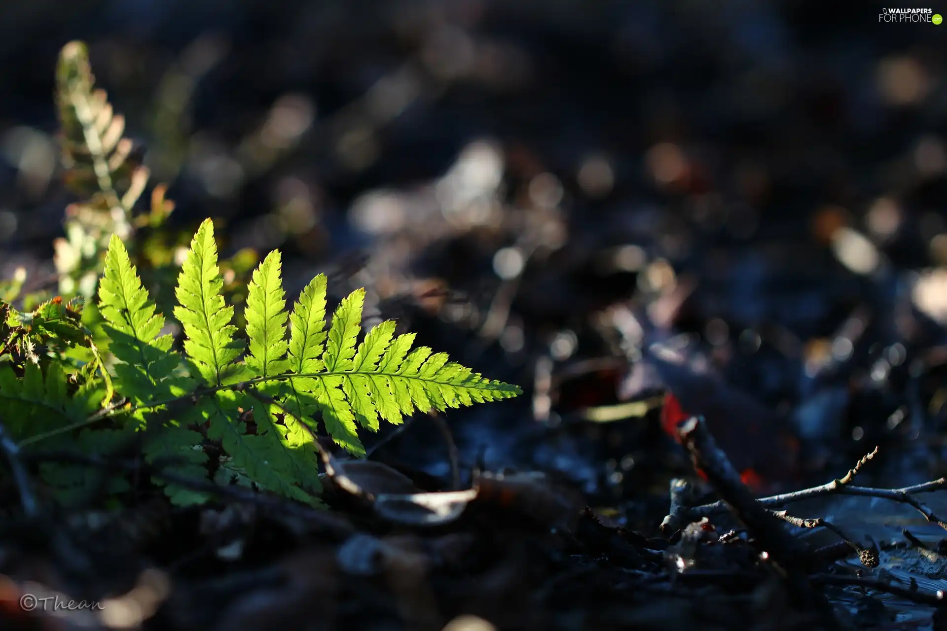 leaf, fern