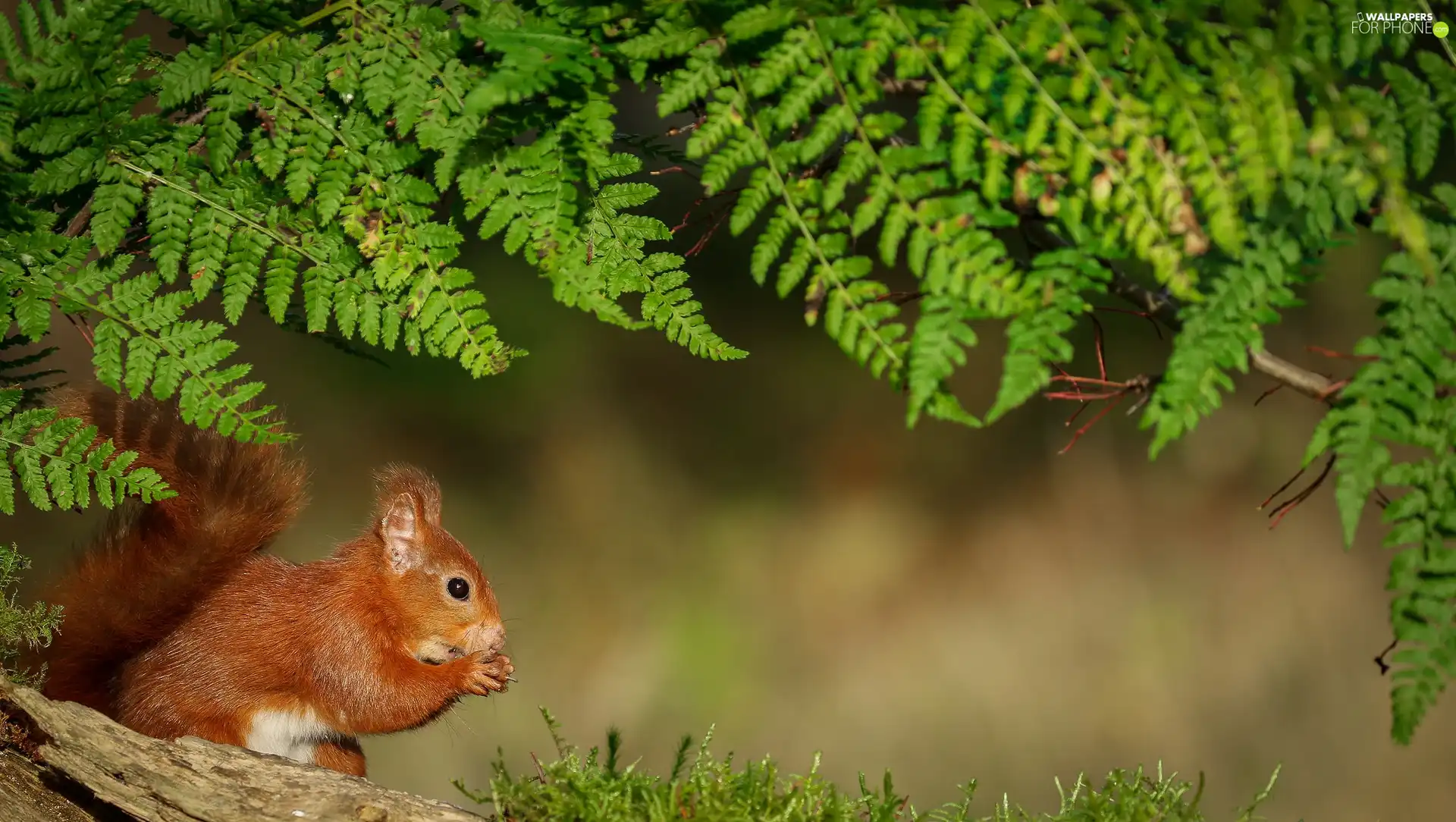squirrel, fern