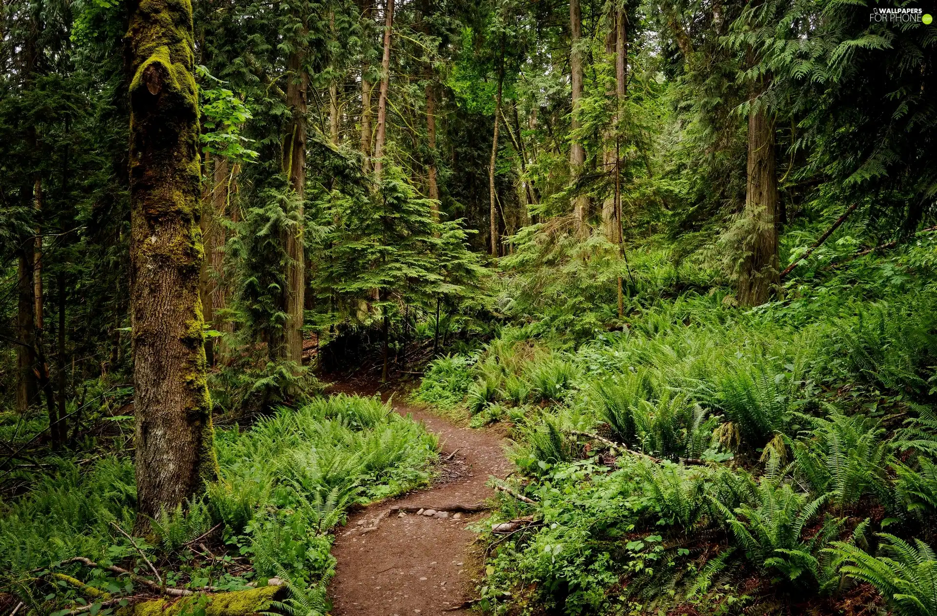 Path, fern, trees, viewes, forest