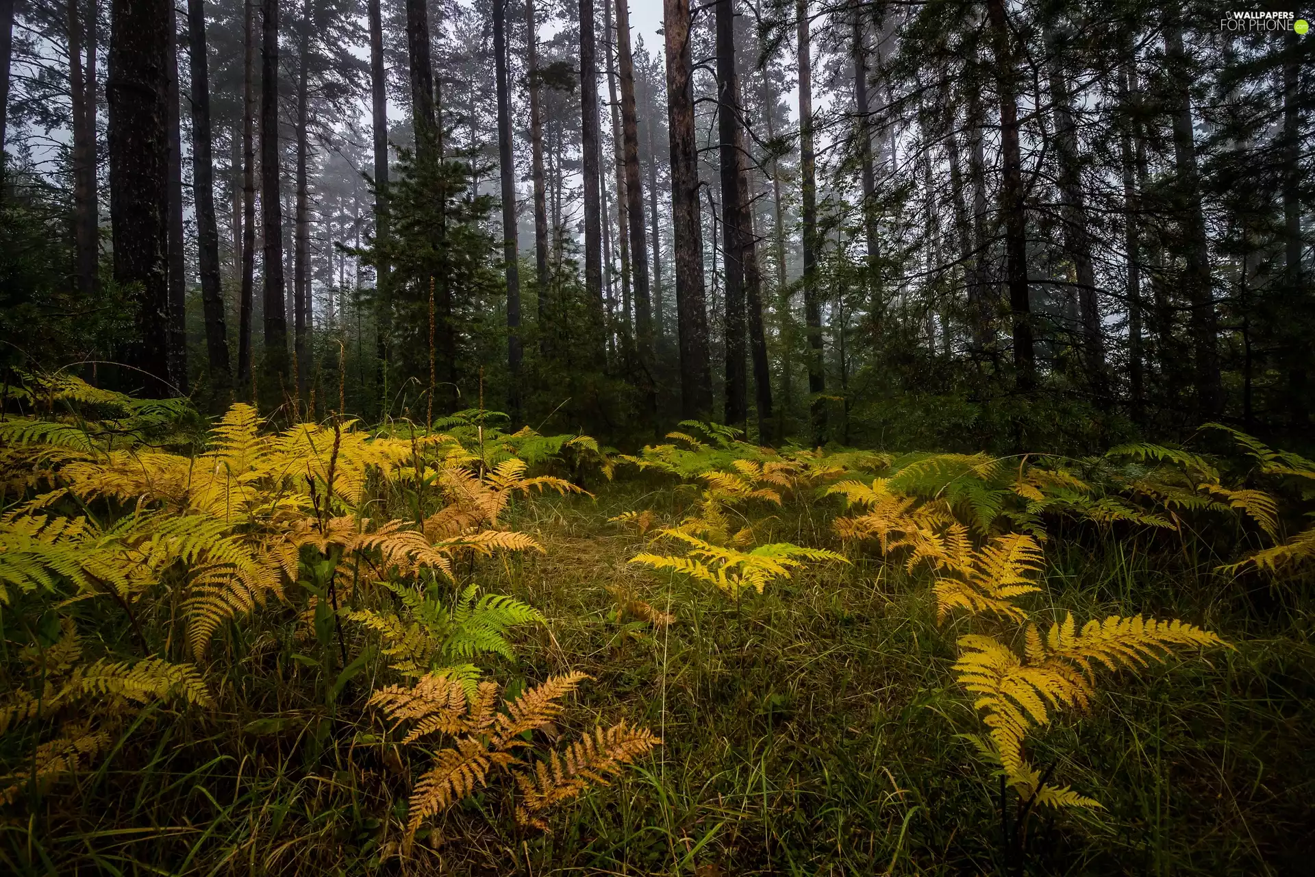 Yellowed, fern, trees, viewes, forest