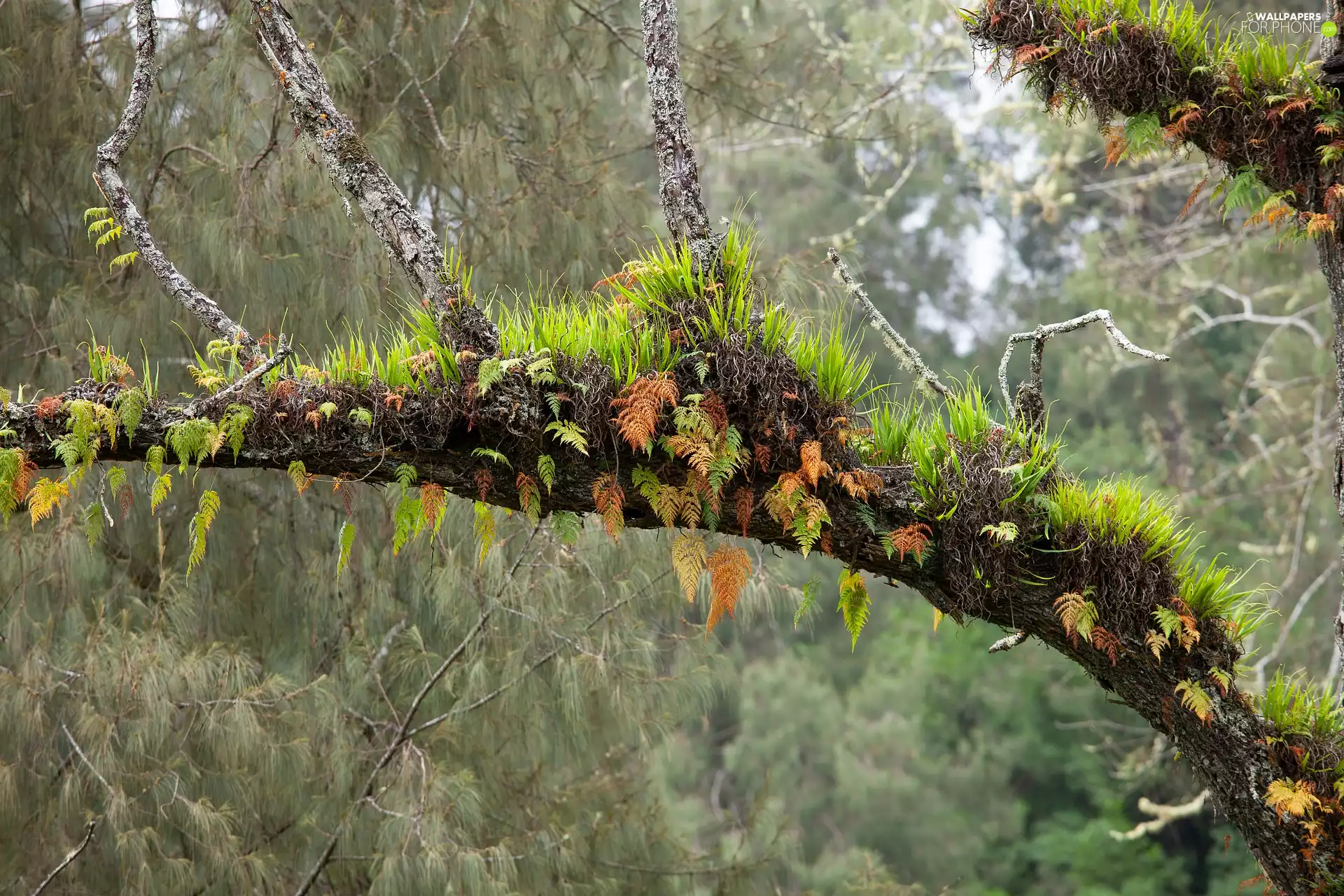 branch, Wooded, grass, fern, Plants, trees
