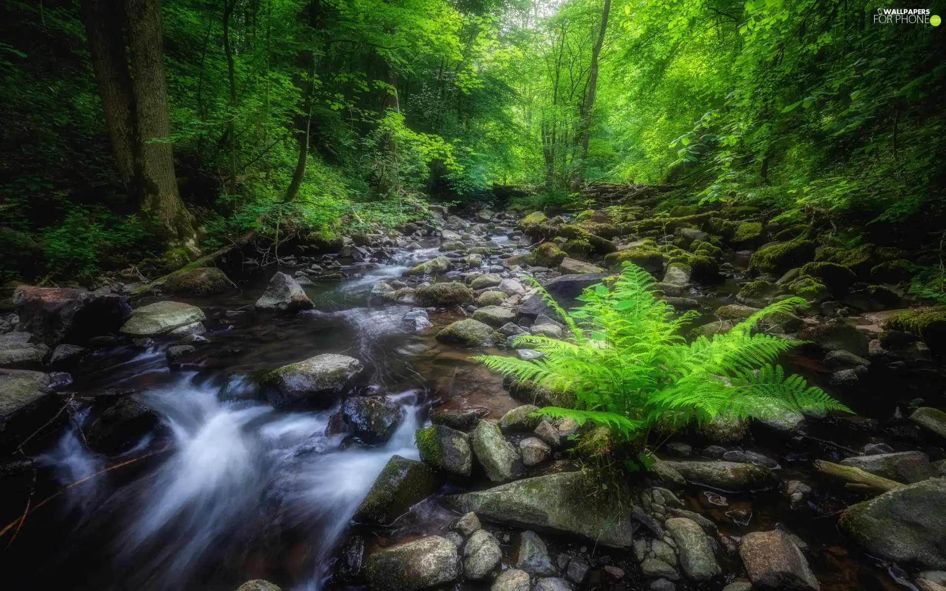 viewes, forest, Stones, Fern, River, trees