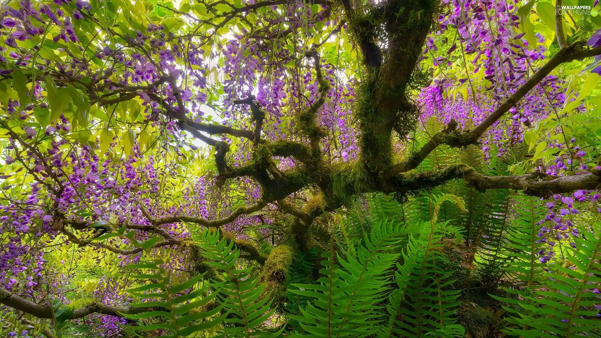 fern, trees, wistaria