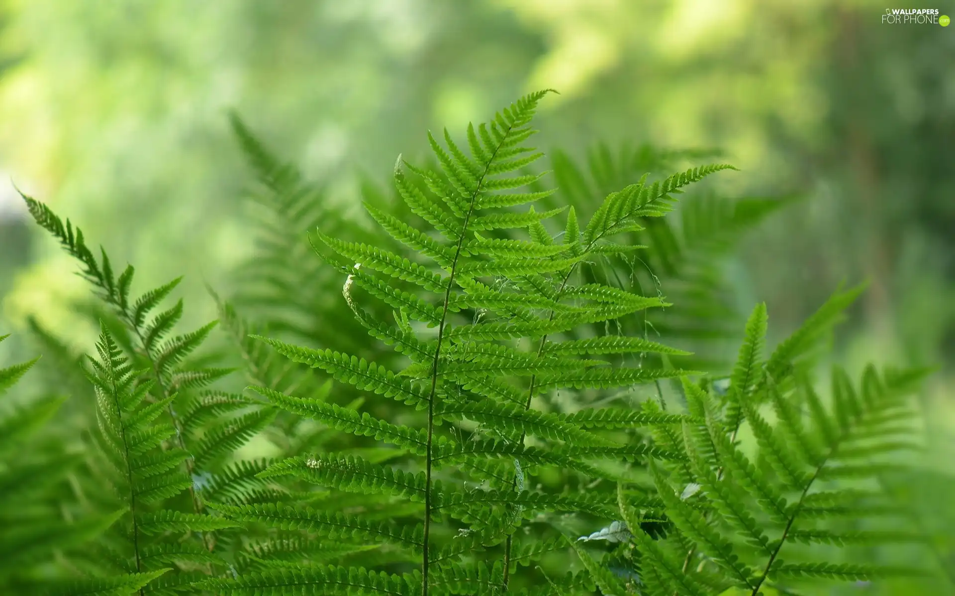 fern