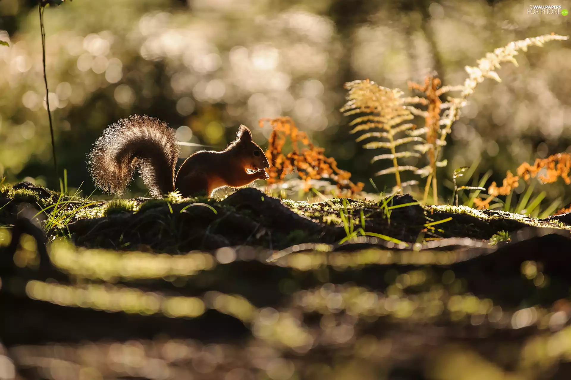 Ferns, Ginger, squirrel