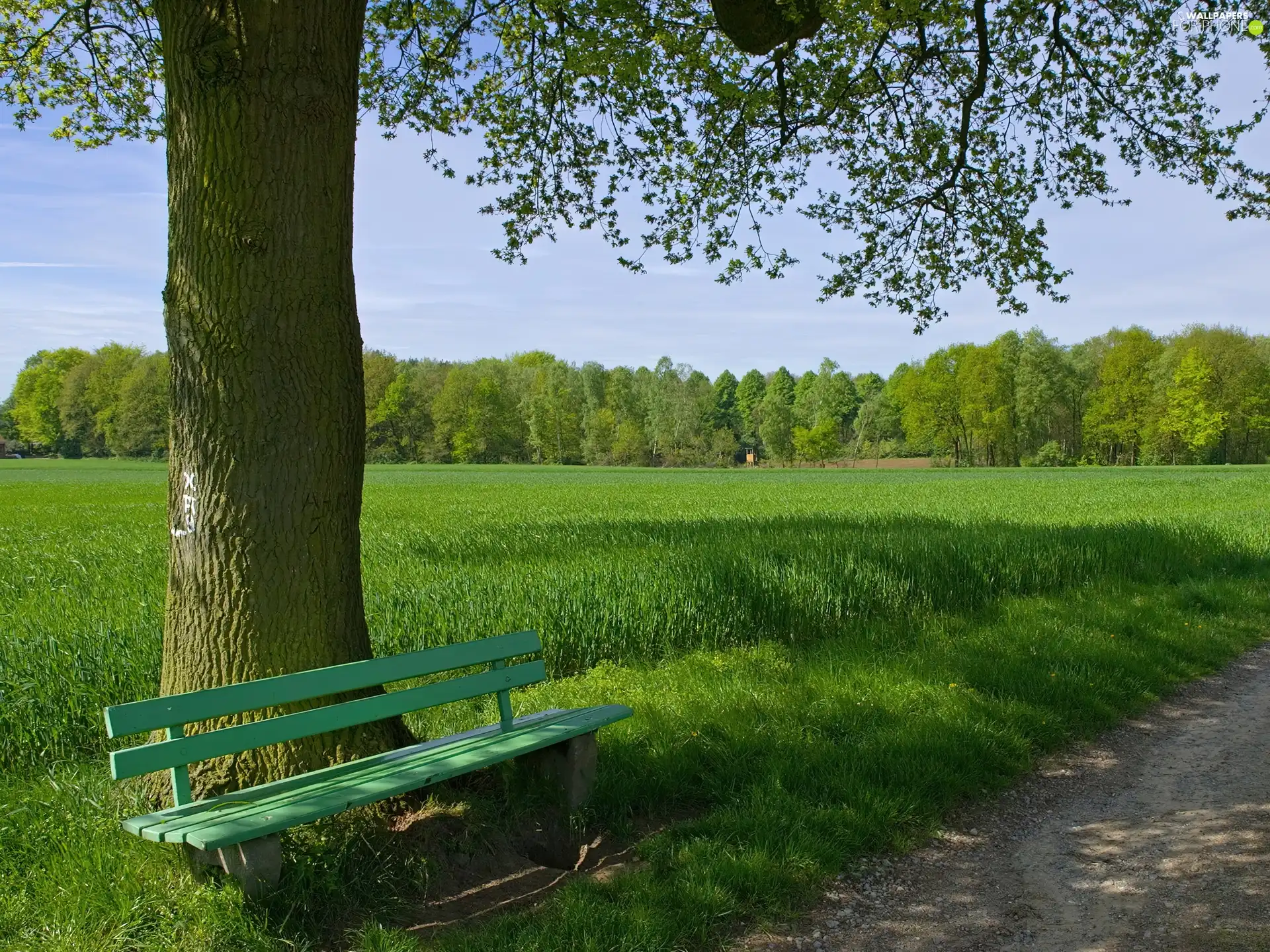 Bench, Field