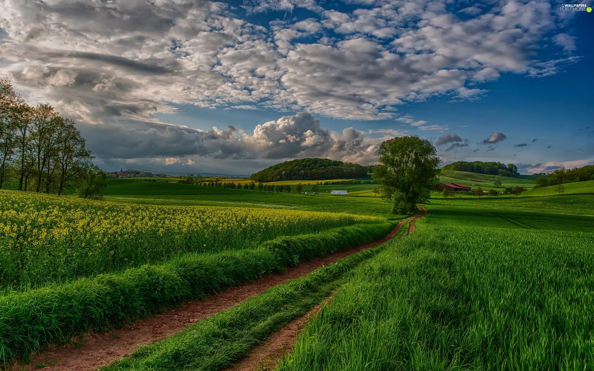 clouds, green ones, field, Way