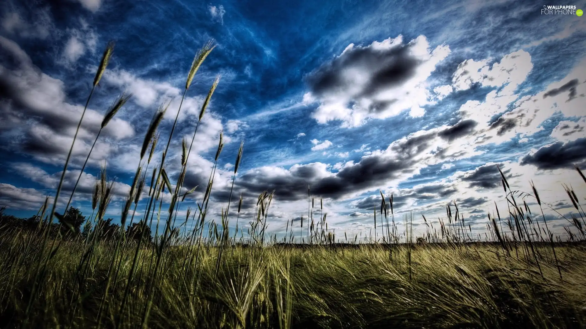 clouds, Field