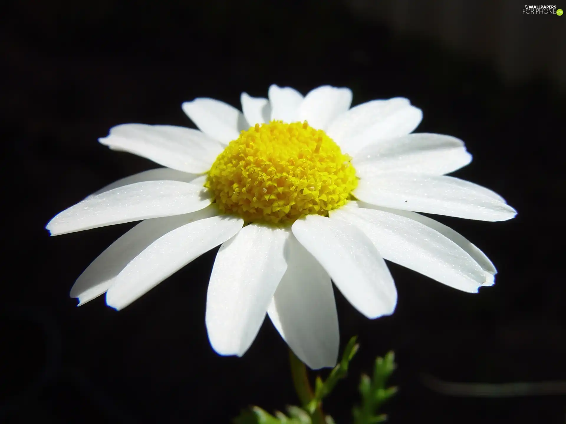 Daisy, pyrethrum