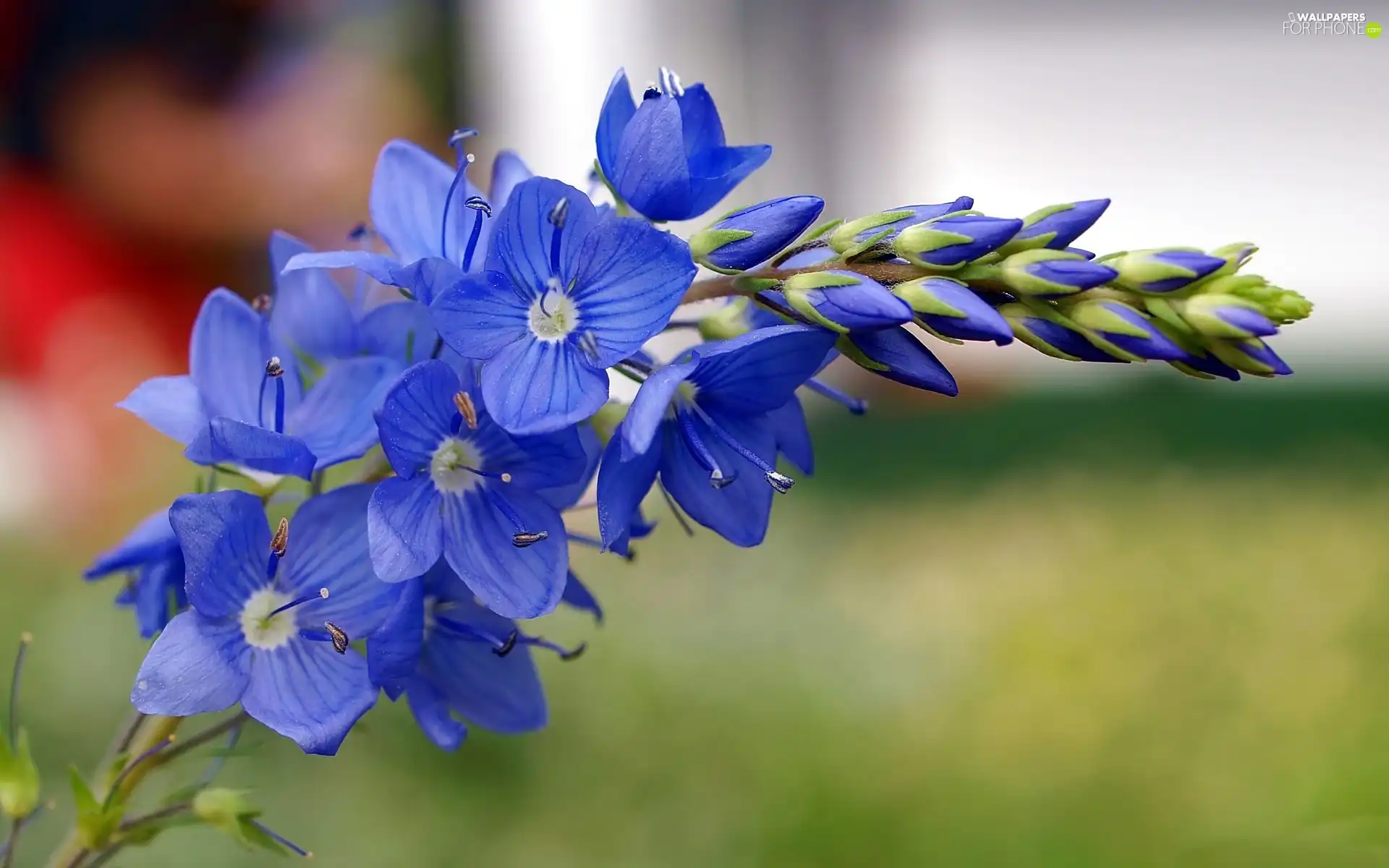 Colourfull Flowers, blue, field