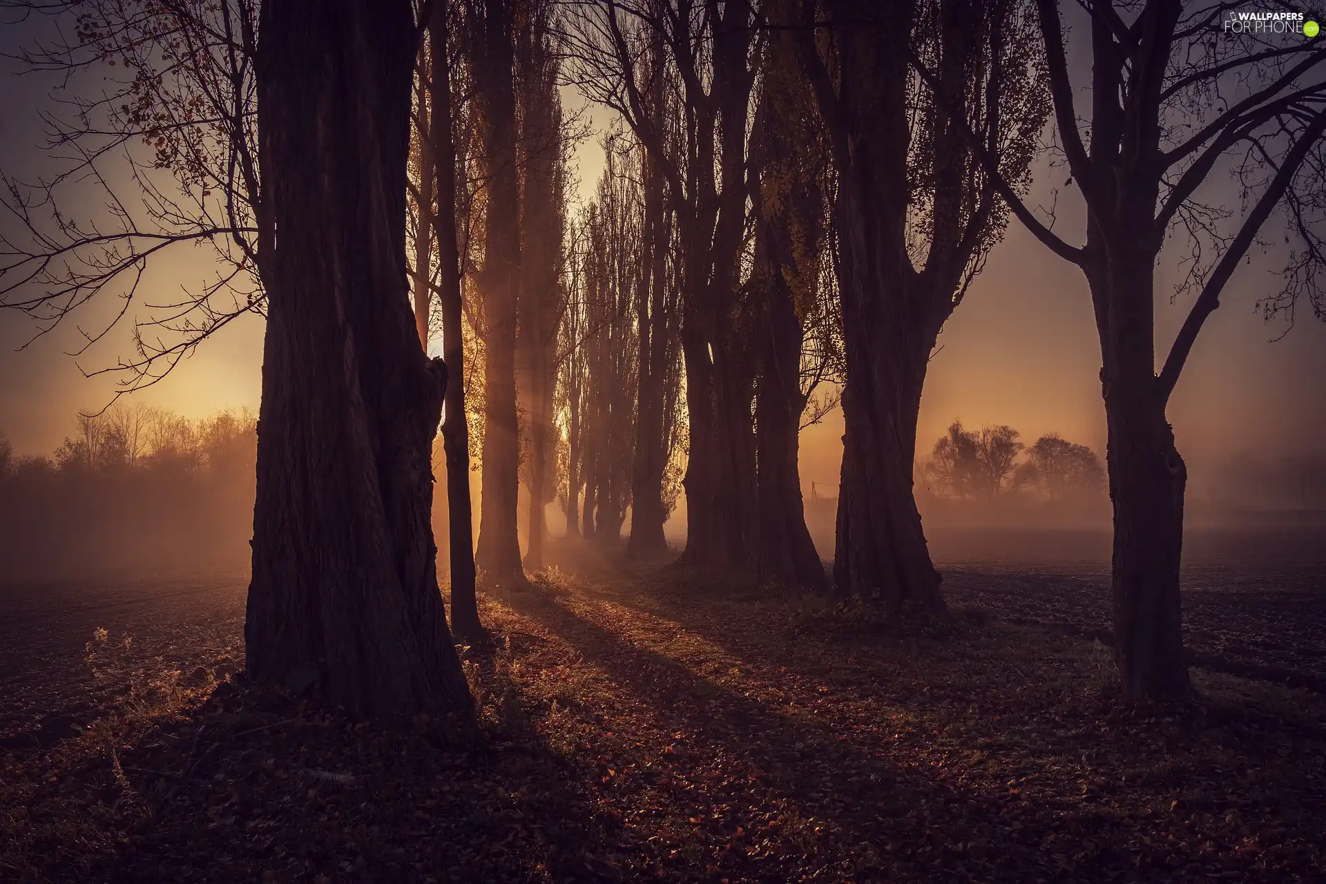 viewes, autumn, Fog, field, Great Sunsets, trees